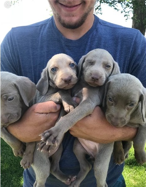 Regalo Cucciolata di weimaraner