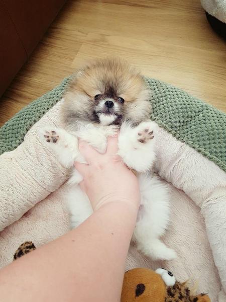  { Regalo Volpino di pomerania (spitz tedesco nano