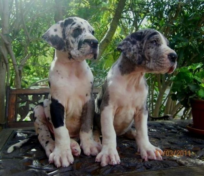 Regalo Cucciolo di Alano in pronta consegna i cuccioli verranno Dato dopo 90 giorni dalla nascita, p