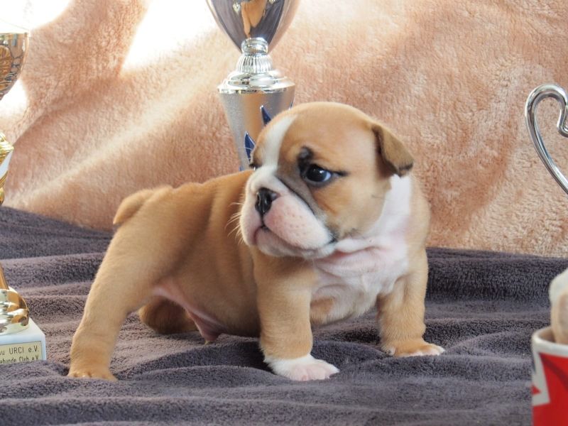  cuccioli di bulldog inglise  per adozione ( regalo  )