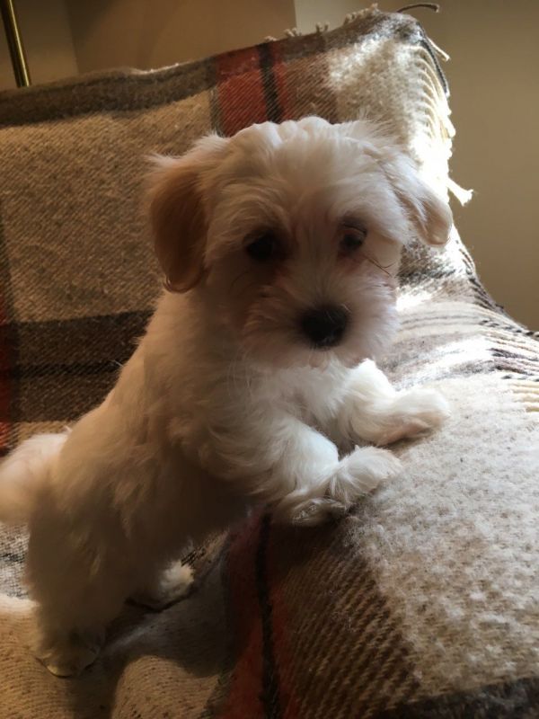  Disponibilit cuccioli di rari Coton de Tulear