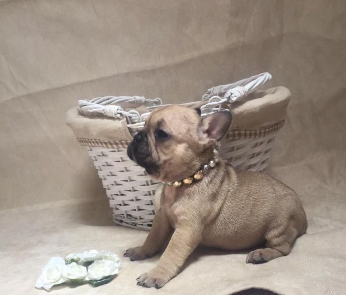 Cuccioli di razza bulldog francese per adozione 