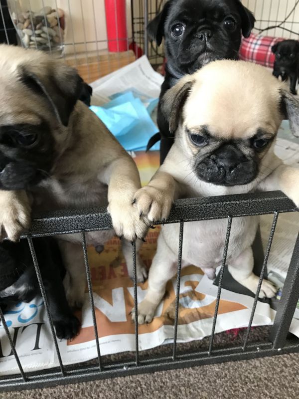 Bellissimi cuccioli carlino
