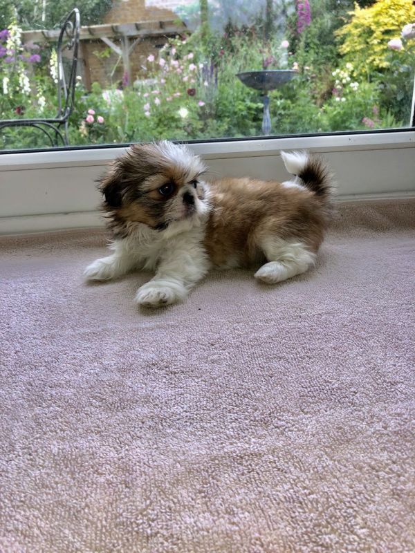 Cuccioli Shihtzu taglia piccola