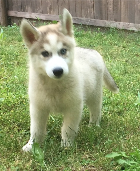 Cuccioli di Husky siberiano