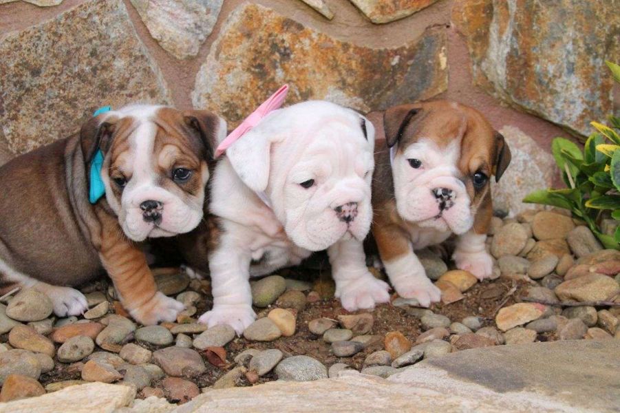 Regalo Cuccioli Bulldog Inglese