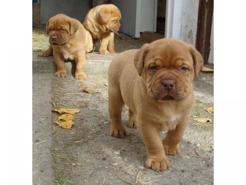 Bellissimi maschi e femmine dogue de bordeaux