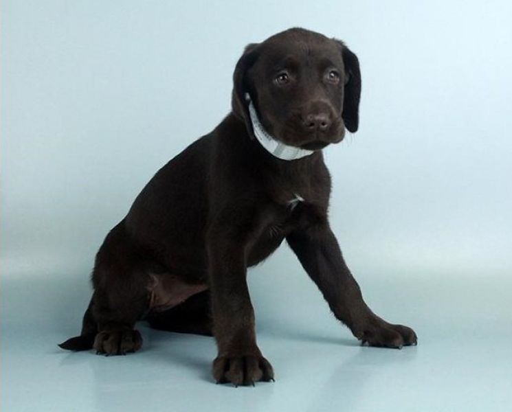 Regalo Labrador