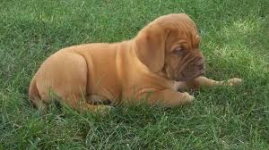 Adorabili cuccioli di dogue de bordeaux femminucce e maschietti disponibili per l'adozione cuccioli 