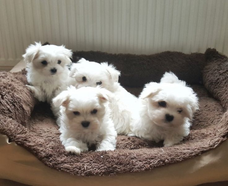 REGALO Dolci cuccioli Maltese per l'adozione