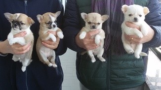 Cuccioli di Chihuahua