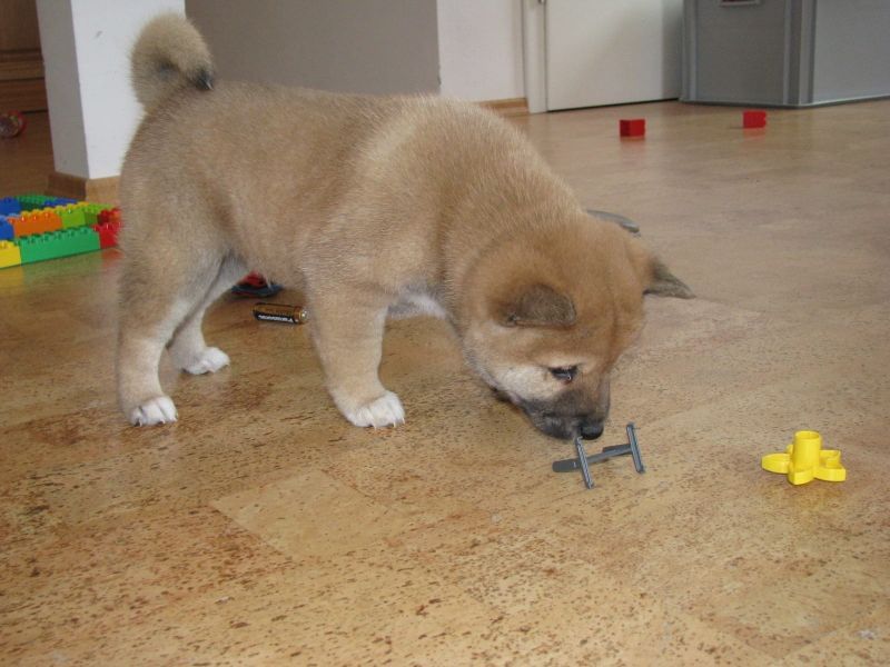 Cuccioli shiba inu con pedegree