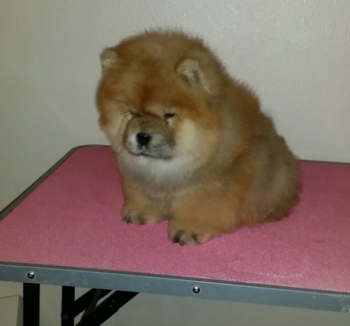  cuccioli di CHOW  CHOW  per adozione ( regalo )