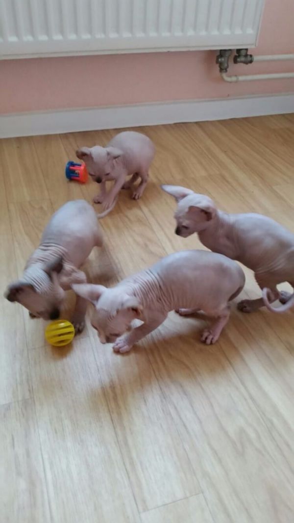 Gattini di Sphynx   per adozione ( regalo  )