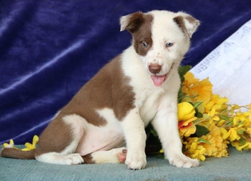 Regalo Cucciolo di Border collie in pronta consegna i cuccioli verranno Dato dopo 90 giorni dalla na