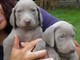 Maschio e femmina di weimaraner  maschio e femmina di weimaraner,.,,,