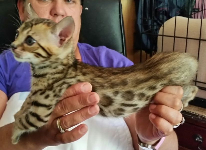 Bellissimo gattino bengala