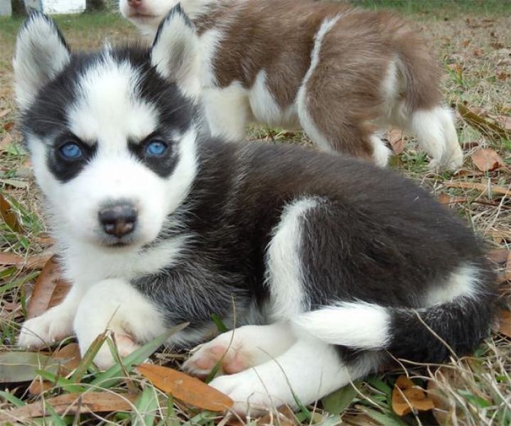   regalo cuccioli di Sibarian Husky disponibili per l'adozione