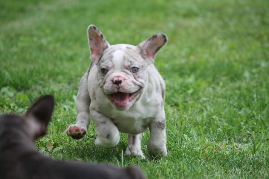  Maschio e femmina adorabile bulldog francese  cuccioli disponibili per l'adozione