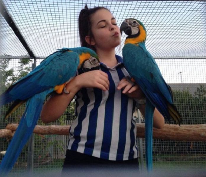 Pappagalli ara maschio e femmina blu e oro