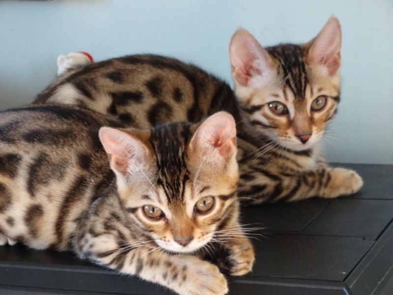 Bellissimo gattino bengala