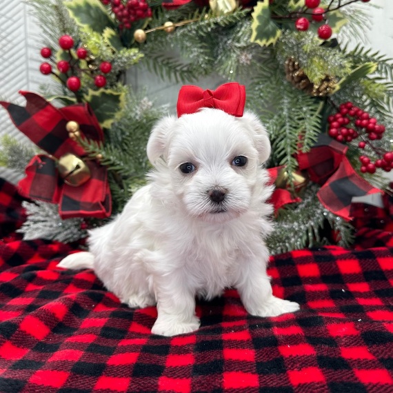 MALTESE cuccioli in adozione gratuiti ( REGALO)