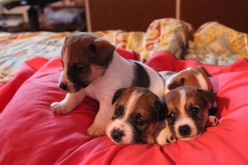 Cuccioli di jack russel terrier
