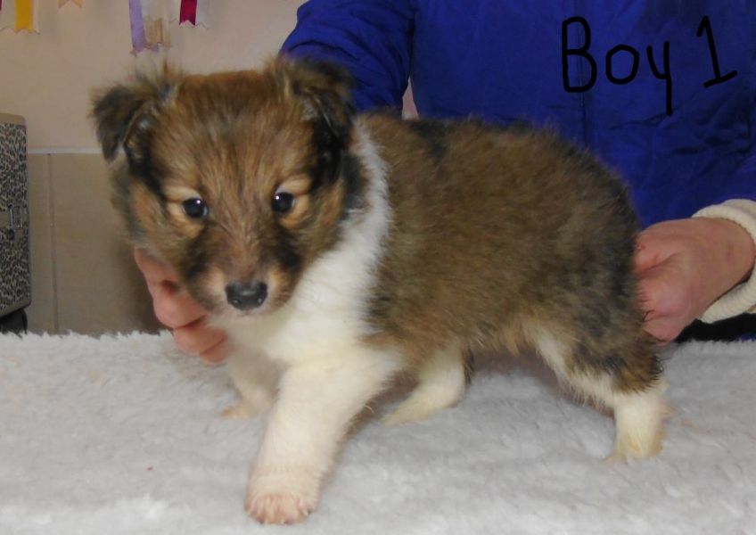  Cuccioli di shetland ( gratis)