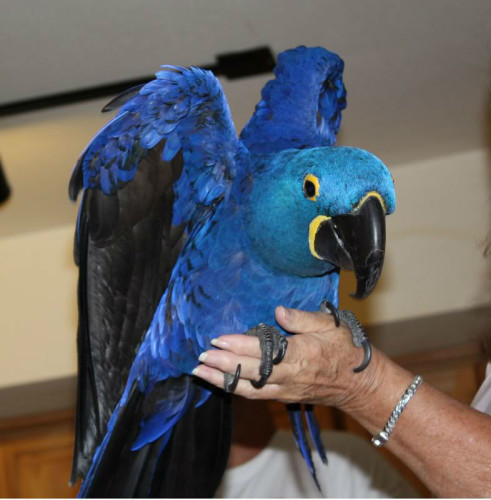 Maschio e femmina blu  ara pappagalli