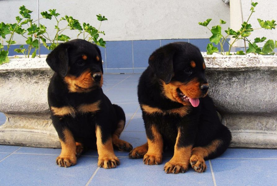 Molto bella e sani cuccioli di ROTTWEILER  per adozione maschi e femmine disponibili (gratis)