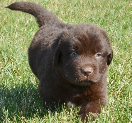 Regalo cuccioli di TERRANOVA