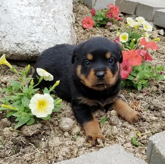REGALO Cuccioli di rottweiler 1 femmine e un maschietto.