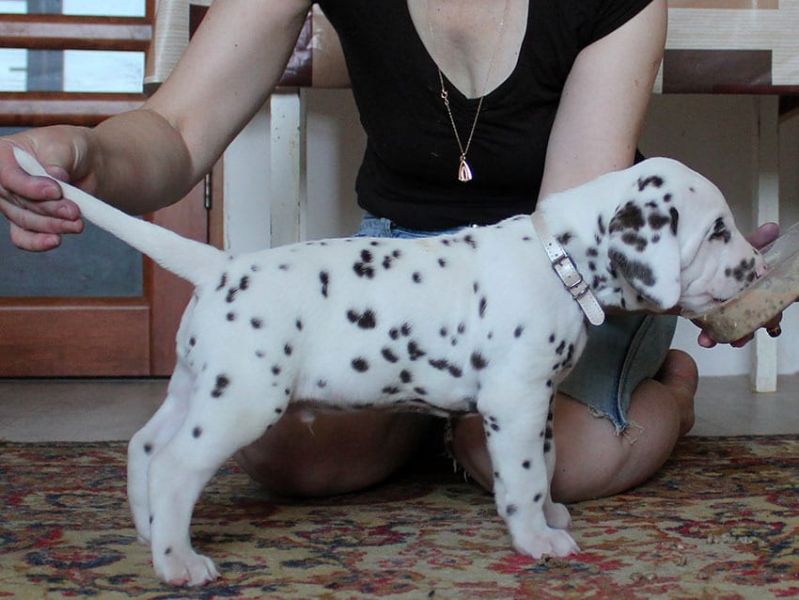  cuccioli di dalmata per adozione per adozione ( maschio e femmina )