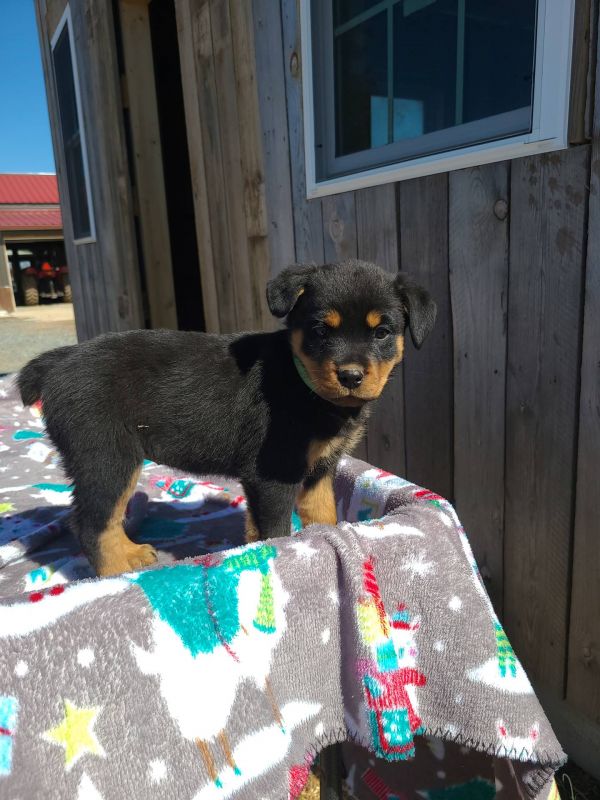 Rottweiler cuccioli introvabili cuccioli di Rottweiler intelligenti e dolcissimi attaccati al padron