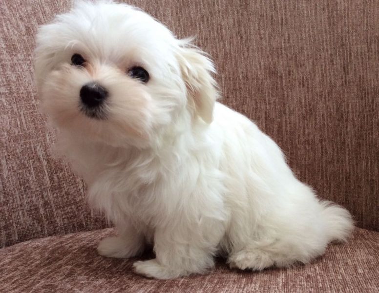 Molto bella e sani cuccioli di micro maltese per adozione maschi e femmine disponibili (gratis)