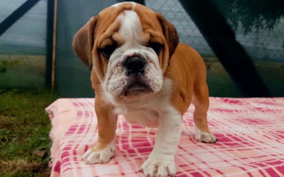  cuccioli di bulldog inglise  ( per regalo )