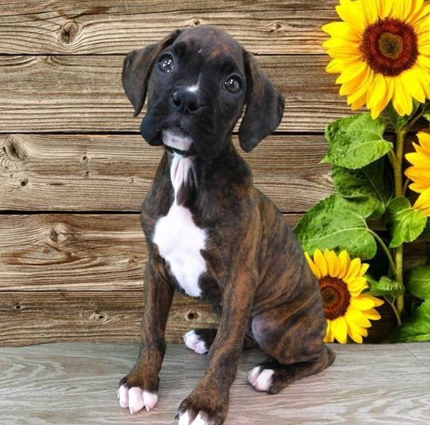 Regalo Cuccioli di boxer in pronta consegna