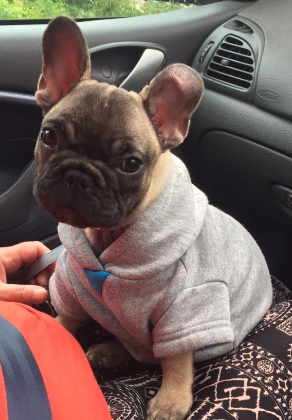 Adorabili cuccioli di Bulldog Francese femminucce e maschietti disponibili per l'adozione