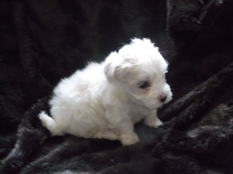 Adorabili cuccioli maltesi eccezionali