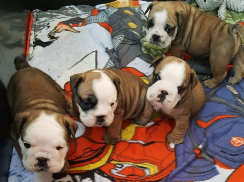 Regalo Bulldog inglese cuccioli disponibili