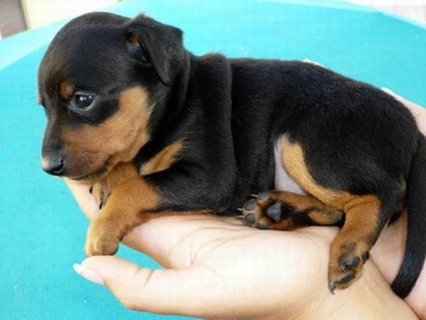 Vendo cuccioli di Pinscher toy