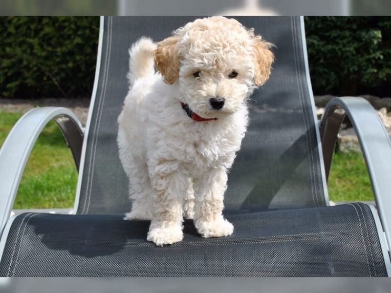 Regalo abbiamo cuccioli di barboncino