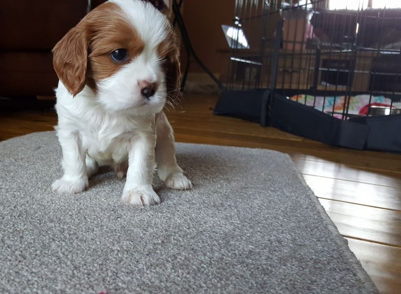 Cuccioli di cavalier king disponibili