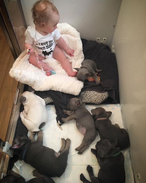 Adorabili cuccioli di Bulldog Francese femminucce e maschietti disponibili per l'adozione