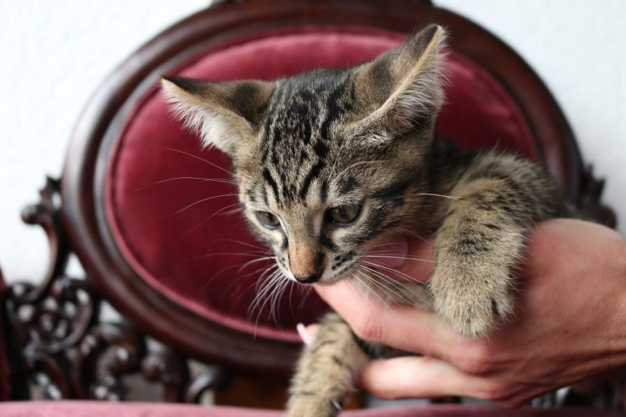 Molto bella e sani gattini Savannah  per adozione maschi e femmine disponibili   (gratis) 