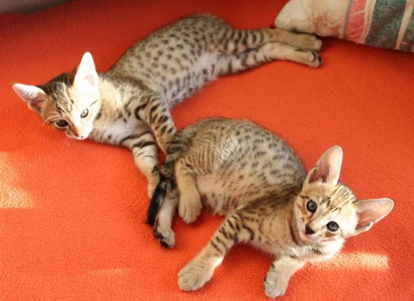   gattini Savannah   per adozione ( maschio e femmina )