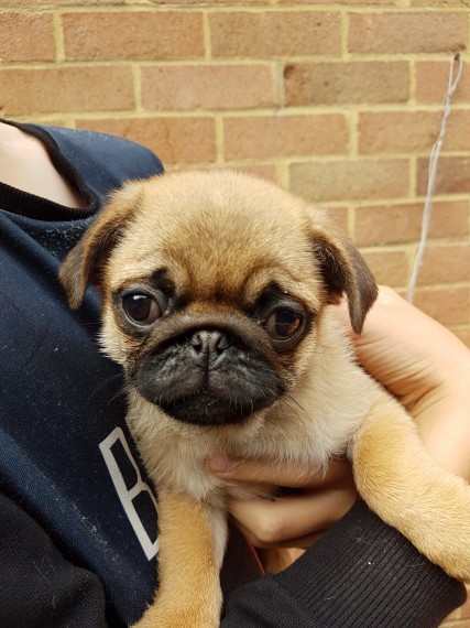 Regalo Cuccioli di Carlino