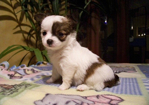 Chihuahua - CHIHUAHUA TOY CUCCIOLI