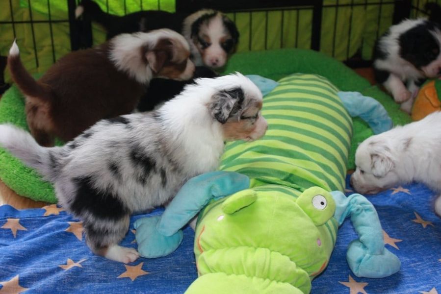 Cuccioli di AUSTRALIANO PASTORE  per adozione ( regalo  )