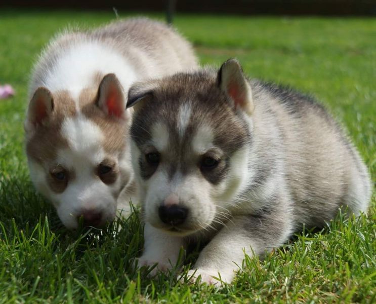 Cuccioli di Husky siberiano